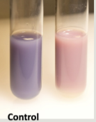 <p>Litmus Result </p>
