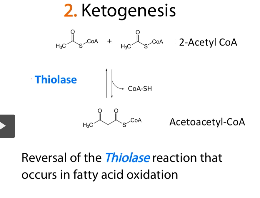 <p><u>thiolase (I think this is step 1 of ketone body formation)?</u></p><ol><li><p><strong>2 acetyl-CoA</strong> → 1 <strong>Aceto-Acetyl-CoA</strong> (thiolase enzyme)</p></li></ol><p><strong>Thiolase</strong> takes <strong>2-Acetyl-CoA </strong>and <strong>converts them </strong>and <strong>combines them </strong>to form <strong>aceto-acetyl-CoA</strong>.</p><p>This is a <strong>reversible reaction</strong>.</p>