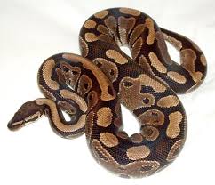 <p>ball python</p>