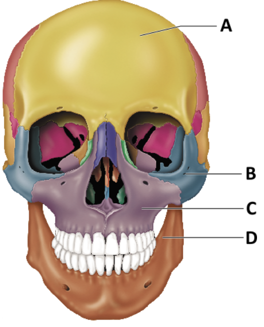 <p>Which of the following is the only bone that normally moves in relation to the others?</p>