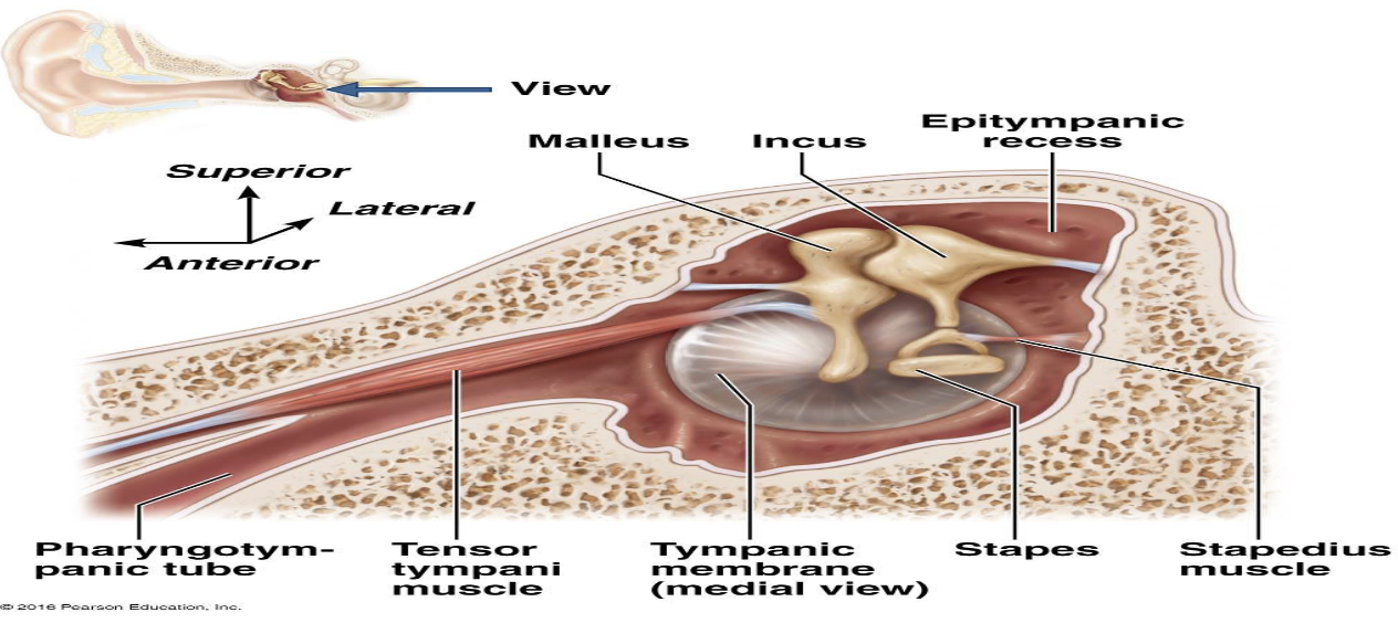 <p>IV. Protective Muscles</p><ol><li><p>What are the two protective muscles of the middle ear?</p></li><li><p>When do the tensor tympani and stapedius muscles contract?</p></li></ol><p></p>