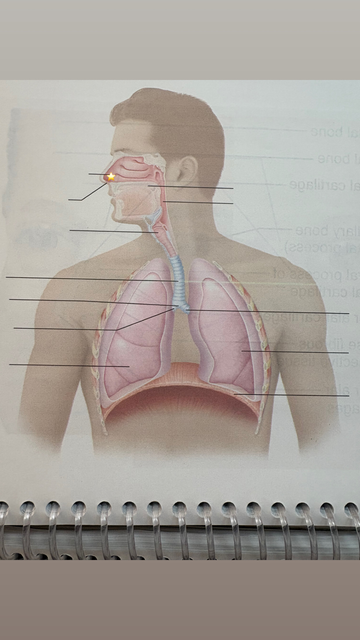 <p>label the starred structure</p>