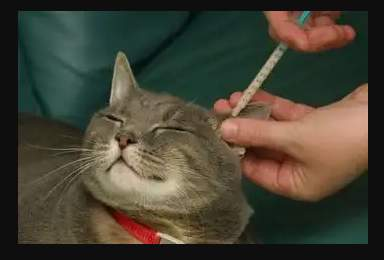 <p>Ear pinnae application to inappetent/fractious cats</p><p>Not licensed, used under prescribing cascade, specially formulated by company </p>
