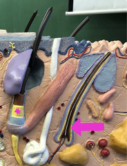 <p>Yellow layer 4th from the middle</p>
