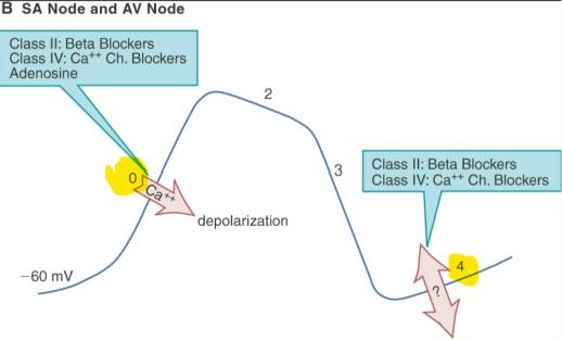 <p>What phases do Class II and IV affect in SA/AV nodes?</p>