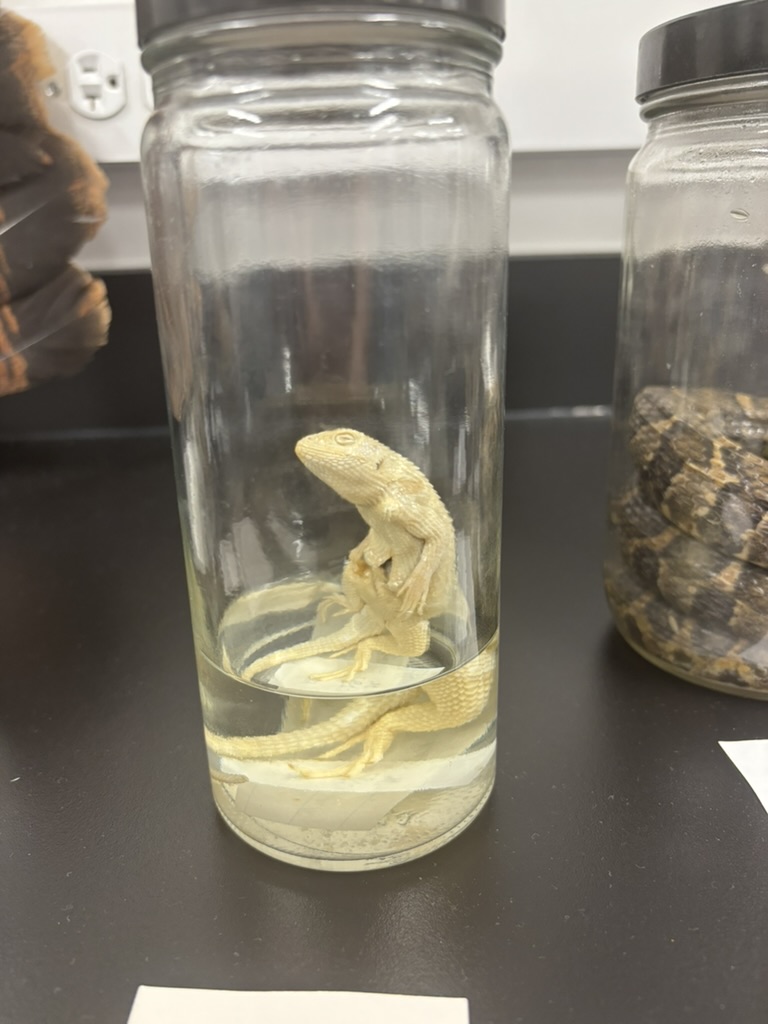 <p>What is this (phylum, subphylum, superclass, class, order, common name)?</p>