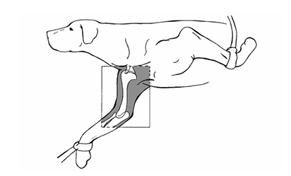 <p>Lateral view of humerus</p>
