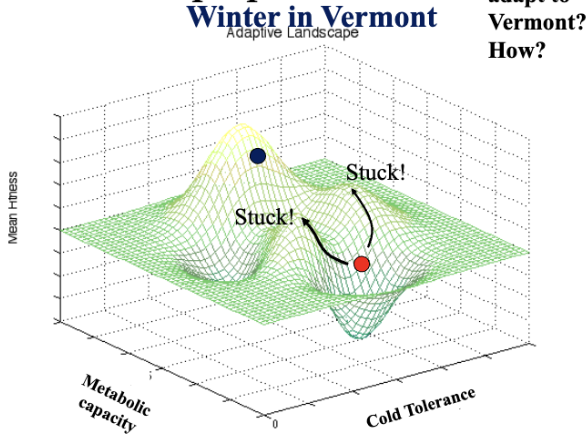 <p>If the red dot represents a Florida population of <em>Drosophila</em>, is it likely that these flies can adapt to winter in Vermont (reach the tallest peak)? Why? (Answer 1; Answer 2)</p>