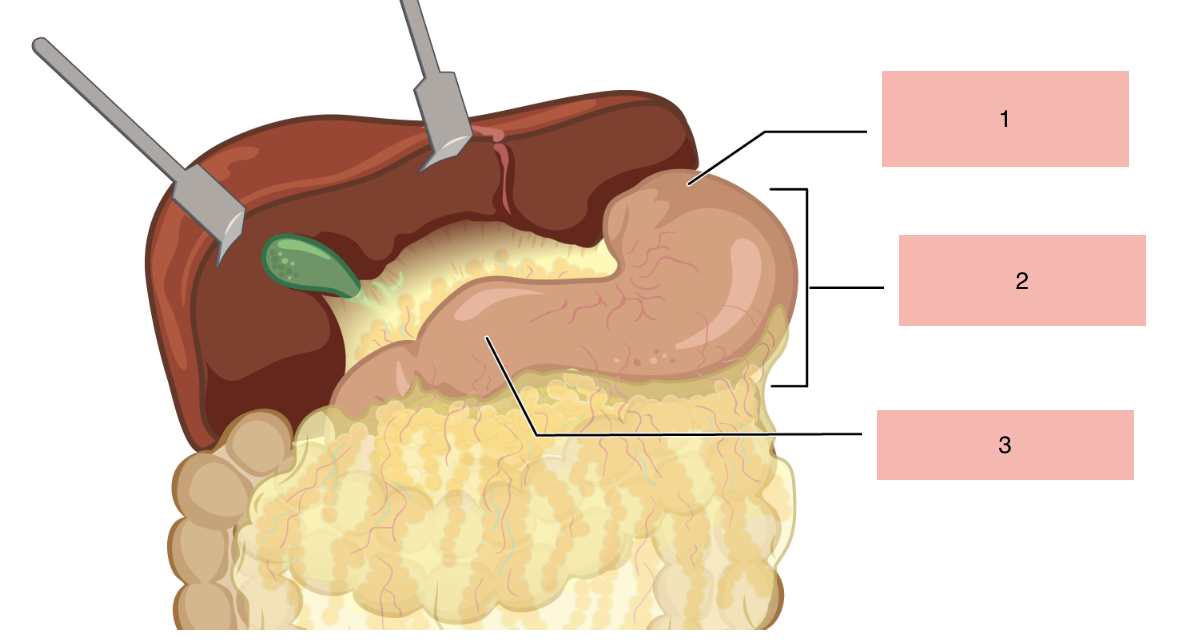 <p>what is 2 of the stomach</p>