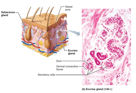 <p></p><p>Location: palms, soles, forehead</p><p>Function: thermoregulation</p><p>secretion: 99% water, salts, metabolic wastes (urea, uric acid, and ammonia), and <strong>dermcidin </strong>(microbe-killing peptide)</p><p></p>