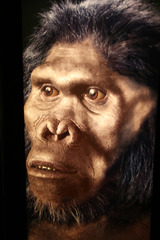 <p>Homo Habilis, Homo Erectus, Homo Sapiens, Neanderthal</p>