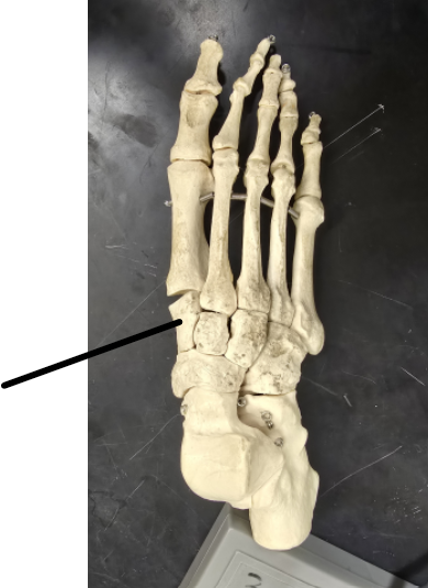 <p>Name Tarsal Bone</p>