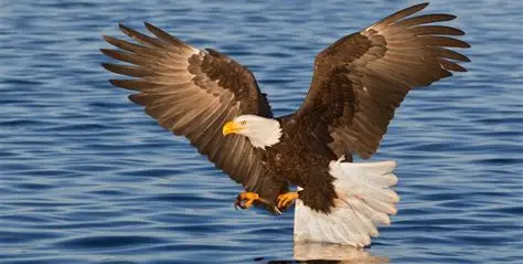 <p>What Bird Species is this?</p>