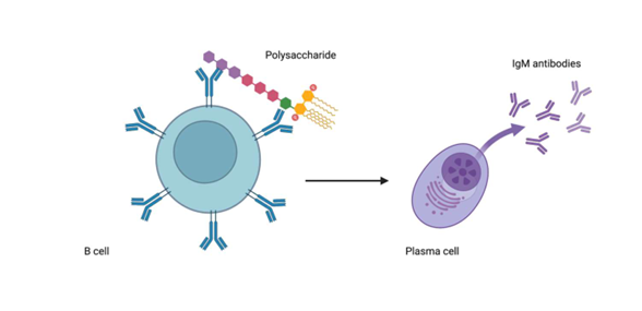 <p>polysaccharides; IgM; no</p>