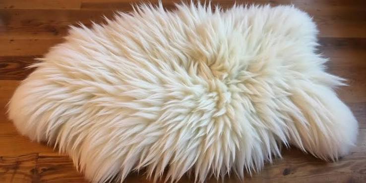 <p>n. The thick coat of soft hair that covers the body of many mammals, such as cats, dogs, or bears.</p>