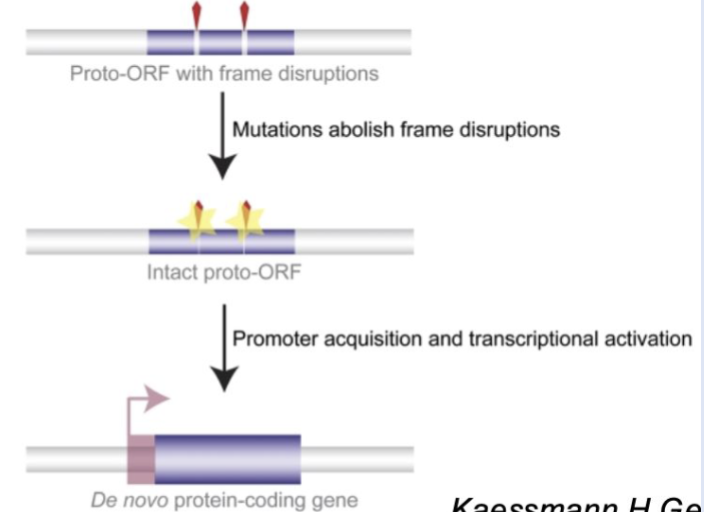 <p>New coding genes can be derived de novo from intronic or intergenic sequences </p>