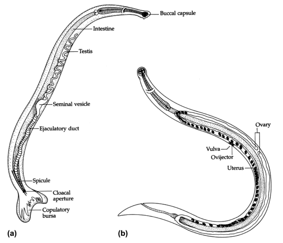 <ul><li><p>Copulatory bursa at posterior of male </p></li><li><p>Two spicules </p></li><li><p>Fleshy rays support lateral and dorsal lobes </p></li></ul><p></p>