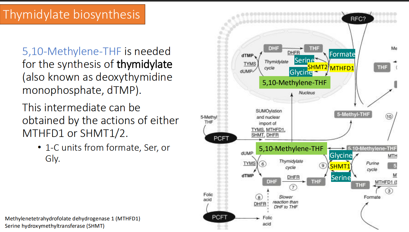 <ol><li><p>MTHFD1</p></li><li><p>SHMT1/2</p></li></ol><p>1-C units from formate, Ser, or Gly.</p>