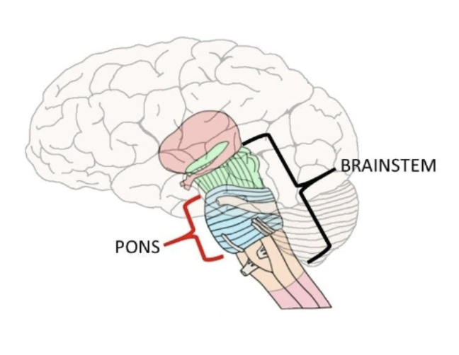 <p>Moving up to the</p><p>Pons</p>