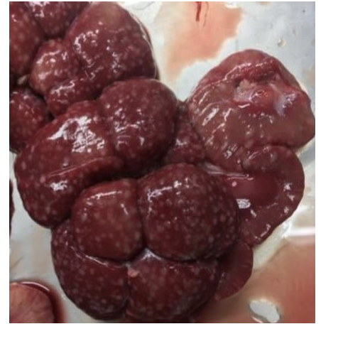 <p><strong>Du obducerar en kalv och gör följande fynd i hjärtat (se bild).</strong></p><p class="p1"><strong>b) </strong>Vid obduktionen uppvisar kalven också typiska förändringar i njurarna (se bild) som ofta ses sekundärt till denna hjärtförändring. Ange diagnos för njurförändringen. <strong>(1p)</strong></p>