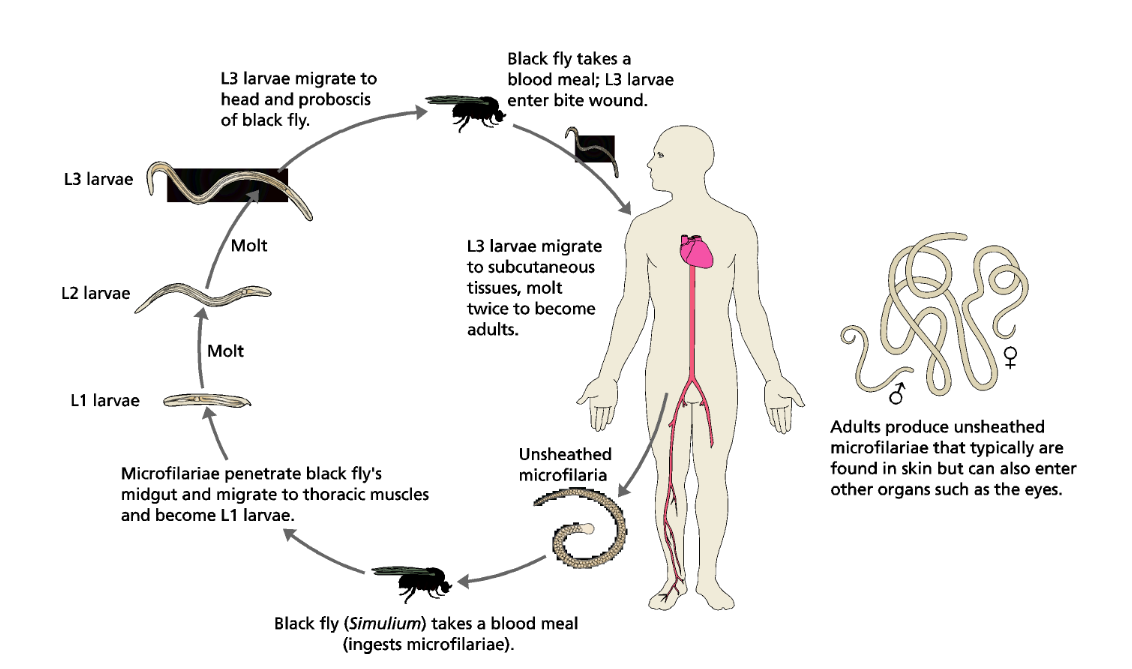 <p>Filareal nematode that is vector borne. Pathology comes from the microfilariae dying in the tissues, they have a tropism for the eye causing corneal damage and uncurable blindness overtime. </p>