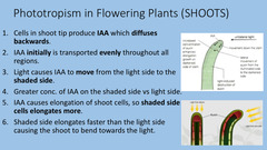 <p>cells in shoot tip produce IAA, which is transported away from the tip</p><p>in unilateral light, IAA diffuses towards the shaded side of the shoot</p><p>causes cells to elongate more on shaded side (where IAA concentration is higher) causing shoot to bend towards light</p>