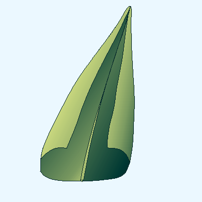 <ul><li><p>leaf margin</p></li><li><p>margins rolled upward (toward face)</p></li></ul><p></p>