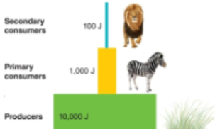 <ul><li><p><span style="background-color: transparent;">Because energy is lost at each step:</span></p><ul><li><p><span style="background-color: transparent;">ecosystems usually form<strong> trophic pyramids</strong></span></p></li><li><p><span style="background-color: transparent;"><strong>most energy at the producer level</strong></span></p></li><li><p><span style="background-color: transparent;"><strong>less energy at higher trophic levels</strong></span></p></li></ul></li><li><p>producers → primary consumers → secondary consumers</p></li><li><p><span style="background-color: transparent;">Note:</span></p><ul><li><p><span style="background-color: transparent;">Sometimes inverted pyramids occur, but scientists don’t understand them yet</span></p></li></ul></li></ul><p></p>
