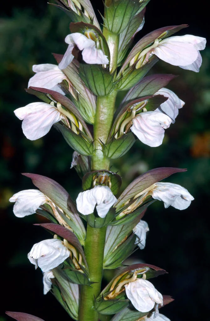 <p>Acanthus mollis light preference</p>