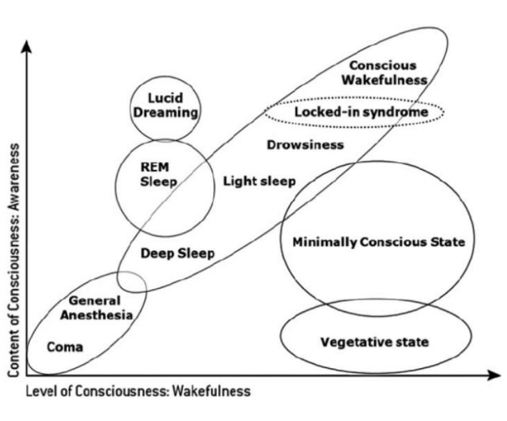 <p>Conscious states</p>