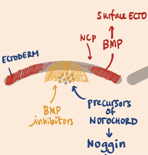 <p>Surface ectoderm, Neural crest progenitors </p>