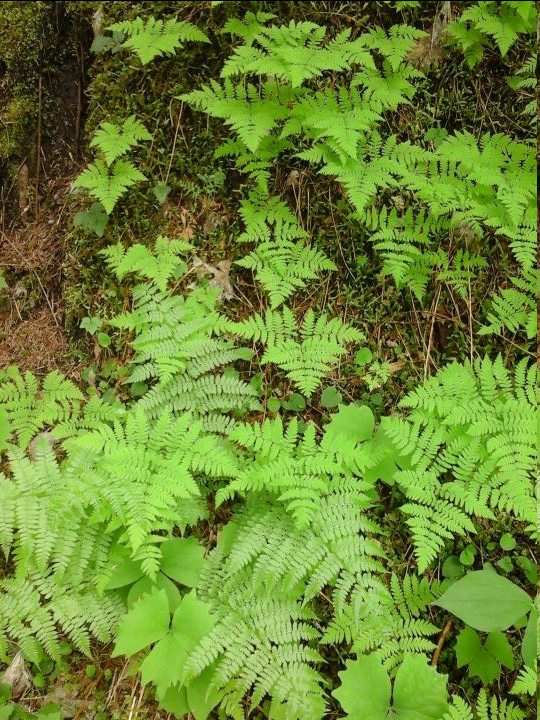 <p>A perennial fern in the family Dryopteridaceae, commonly found in wooded areas and on well-drained, acidic soils. It is characterized by its finely divided fronds that resemble lace and can grow up to 50 cm tall. 3 frond structure.</p>