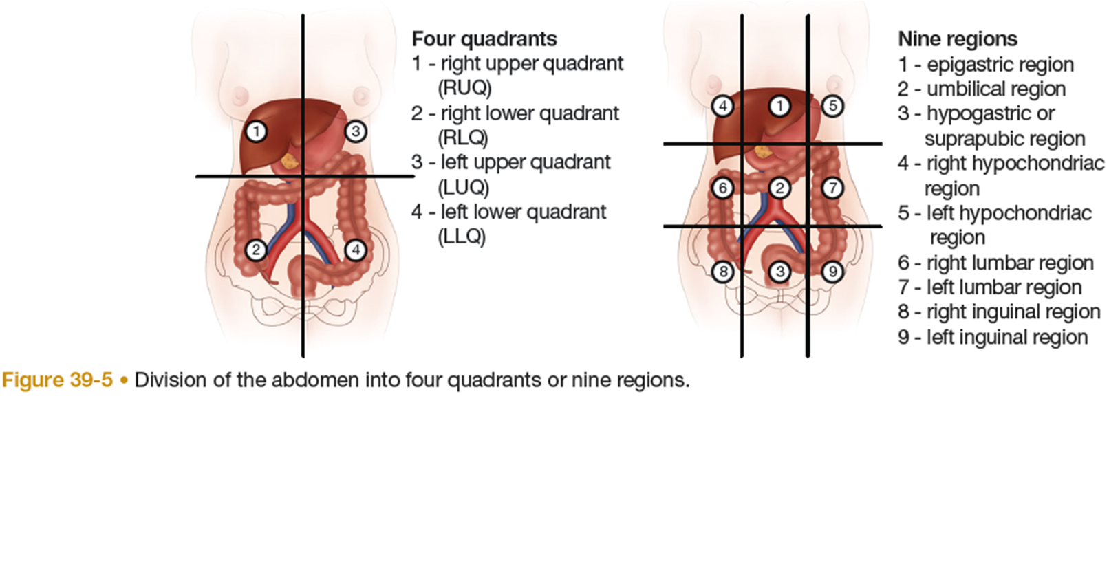 <ul><li><p><span>1. Inspection</span></p><ul><li><p style="text-align: left;"><span>Look for skin changes, scars, lesions, discoloration, bruising, striae, or visible masses.</span></p></li></ul></li><li><p style="text-align: left;"><span>2. Auscultation</span></p><ul><li><p style="text-align: left;"><span>Listen for bowel sounds—normal, hyperactive, hypoactive, or absent—and note their location and frequency.</span></p></li></ul></li><li><p style="text-align: left;"><span>3. Percussion</span></p><ul><li><p style="text-align: left;"><span>Helps identify organ size and detect air, fluid, or solid masses.</span></p></li><li><p style="text-align: left;"><span>Tympany: air‑filled areas (stomach, small intestine)</span></p></li><li><p style="text-align: left;"><span>Dullness: organs or solid masses</span></p></li></ul></li><li><p style="text-align: left;"><span>4. Palpation</span></p><ul><li><p style="text-align: left;"><span>Light palpation: tenderness, guarding, muscle tension</span></p></li><li><p style="text-align: left;"><span>Deep palpation: masses or deeper abnormalities</span></p></li></ul></li><li><p style="text-align: left;"><span>Rectal Assessment</span></p><ul><li><p style="text-align: left;"><span>May be uncomfortable; use appropriate positioning (knee‑chest, left lateral, or standing with hips flexed).</span></p></li><li><p style="text-align: left;"><span>Inspect for lumps, rashes, tears, scars, hemorrhoids, fistulas, fissures, or prolapse.</span></p></li><li><p style="text-align: left;"><span>Ask the patient to<strong> bear down</strong> to reveal hidden abnormalities such as internal hemorrhoids or polyps.</span></p></li></ul></li></ul><p></p>