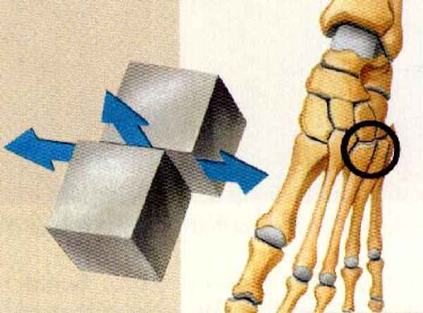 <p>nearly flat bone surfaces slide or glive over each other</p>