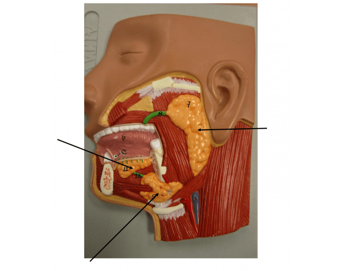 <p><span style="font-family: Calibri, sans-serif;">What are the Salivary Glands?</span></p>