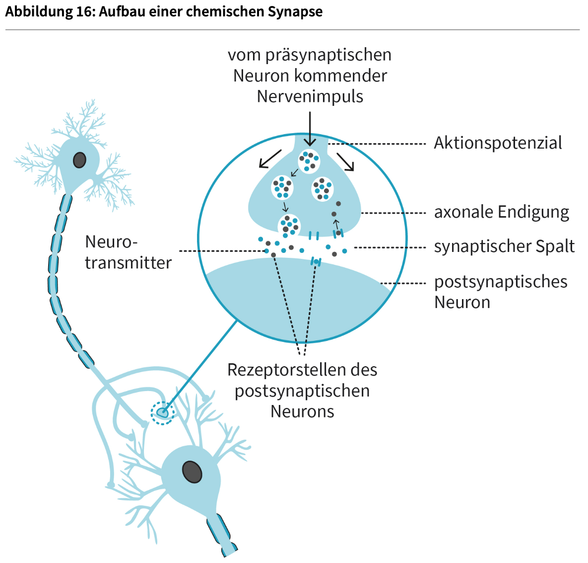 <ul><li><p>Ruhepotenzial</p></li></ul><ul><li><p>Alles-oder-nichts-Gesetz</p></li></ul><ul><li><p>Reizweiterleitung zwischen Nervenzellen (Neuronen) <em>(siehe Abb.)</em></p></li></ul><ul><li><p>Präsynaptisches Neuron</p></li></ul><ul><li><p>Postsynaptisches Neuron</p></li></ul><ul><li><p>Reuptake</p></li></ul><p></p>