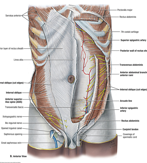 <p>contents of the rectus sheath </p>