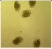 <p>Identify</p>