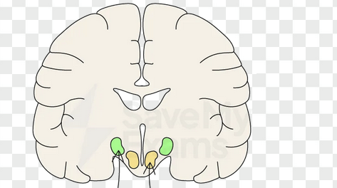 <p>The "hunger center." Destruction leads to <strong>aphagia</strong> (refusal to eat).</p>