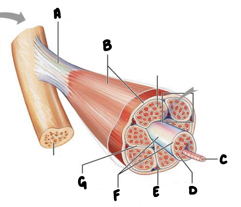 <p>What part of the muscle is labeled G?</p>