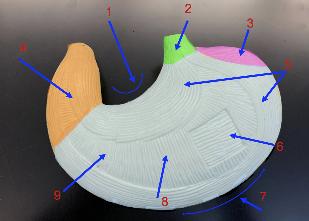 <p>ID ,1, 5 (muscularis externa) ,6, 7,8,9</p>
