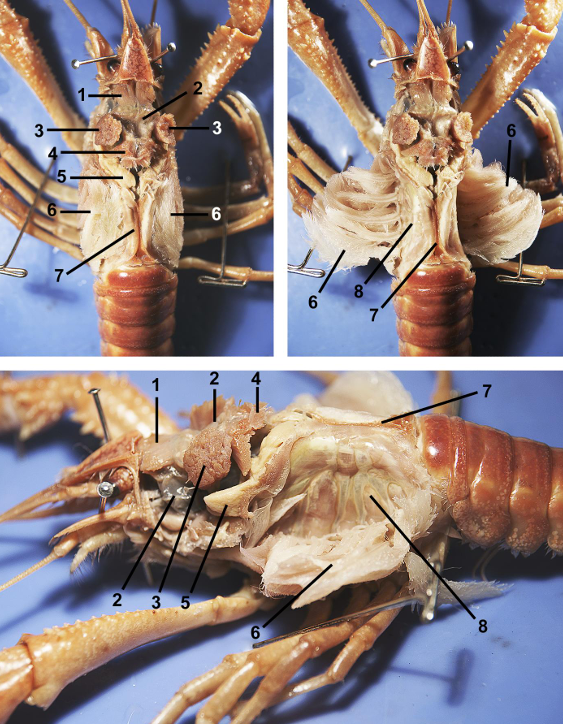 <p>taxa</p><p>label numbers</p>