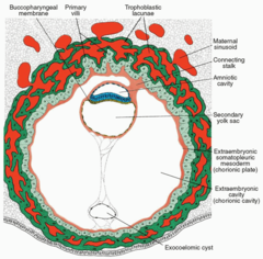 <p>1. Trofoblasten inddeles i 2 lag. Cytotrofoblasten, som kan lave mitose og dermed kan udvide trofoblasten, samt syncytiotrofoblasten, som indlejrer blastocysten dybere i stroma. Trofoblasten udvikles hurtigt her og endometriet indlejres fuldstændig i 2. uge. Den vil også begynde at danne villi, så trofoblastens lag blandes sammen </p><p>2. Embryoblasten (forstadiet til foster) deles i to lag: epiblasten og hypoblasten og danner den bilaminære kimskive.</p><p>3. Dannelse af det uteroplacentrale kredsløb</p><p>4. Dannelse af den definitive blommesæk og chorinhulen </p><p>5. Dannelsen af kropsstilken</p>