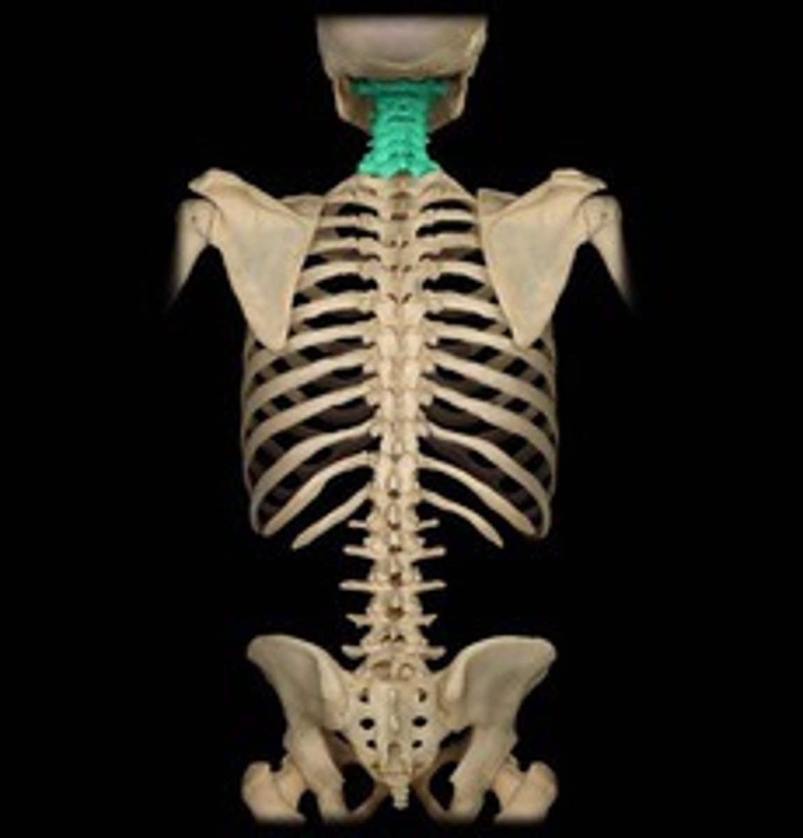 <p>Neck vertebrae (C1-C7)</p>