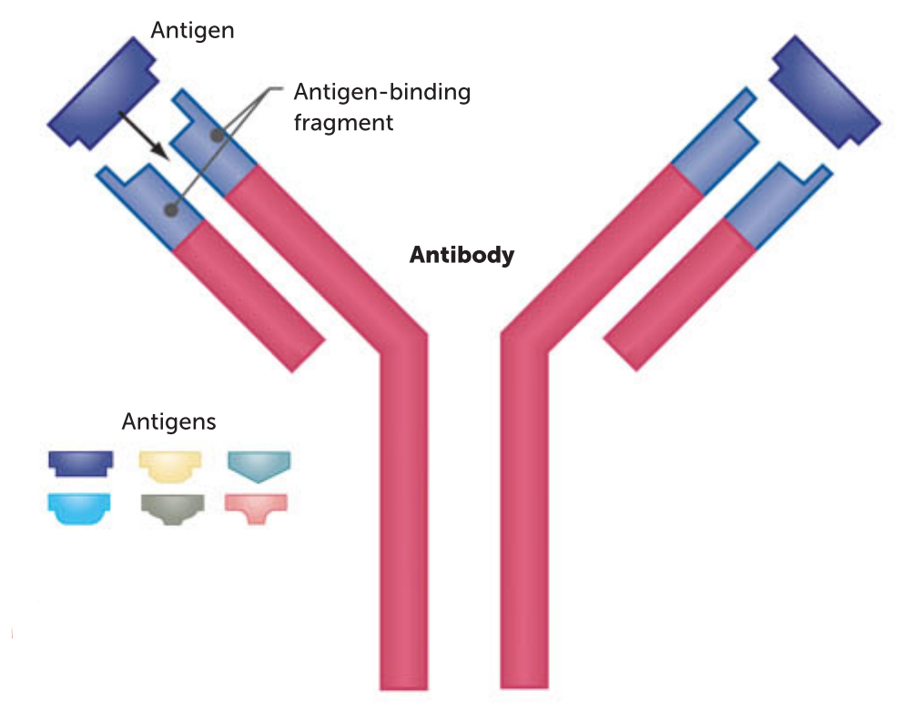 <ul><li><p>antibody produced in response to antigen can combine w that antigen to form: <strong>antigen-antibody complex</strong></p></li><li><p>→ antigen molecules have specific active site w particular shape</p></li><li><p>→ antibody has complementary shape, Allowing 2 molecules to fit tgt</p></li><li><p>*each antibody can combine w only one particular antigen </p></li></ul><p></p>