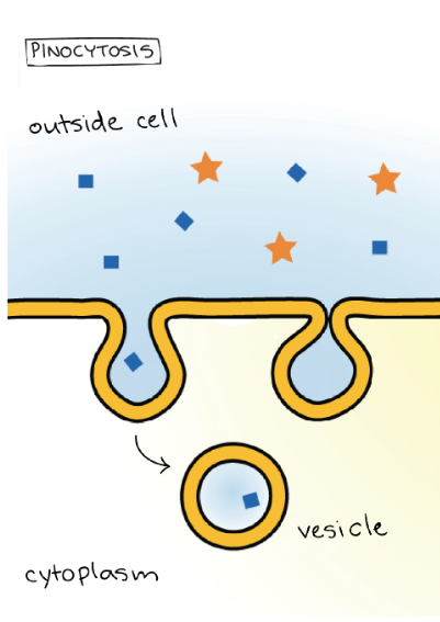 <p>“Cell drinking” — uptake of extracellular fluid.</p>