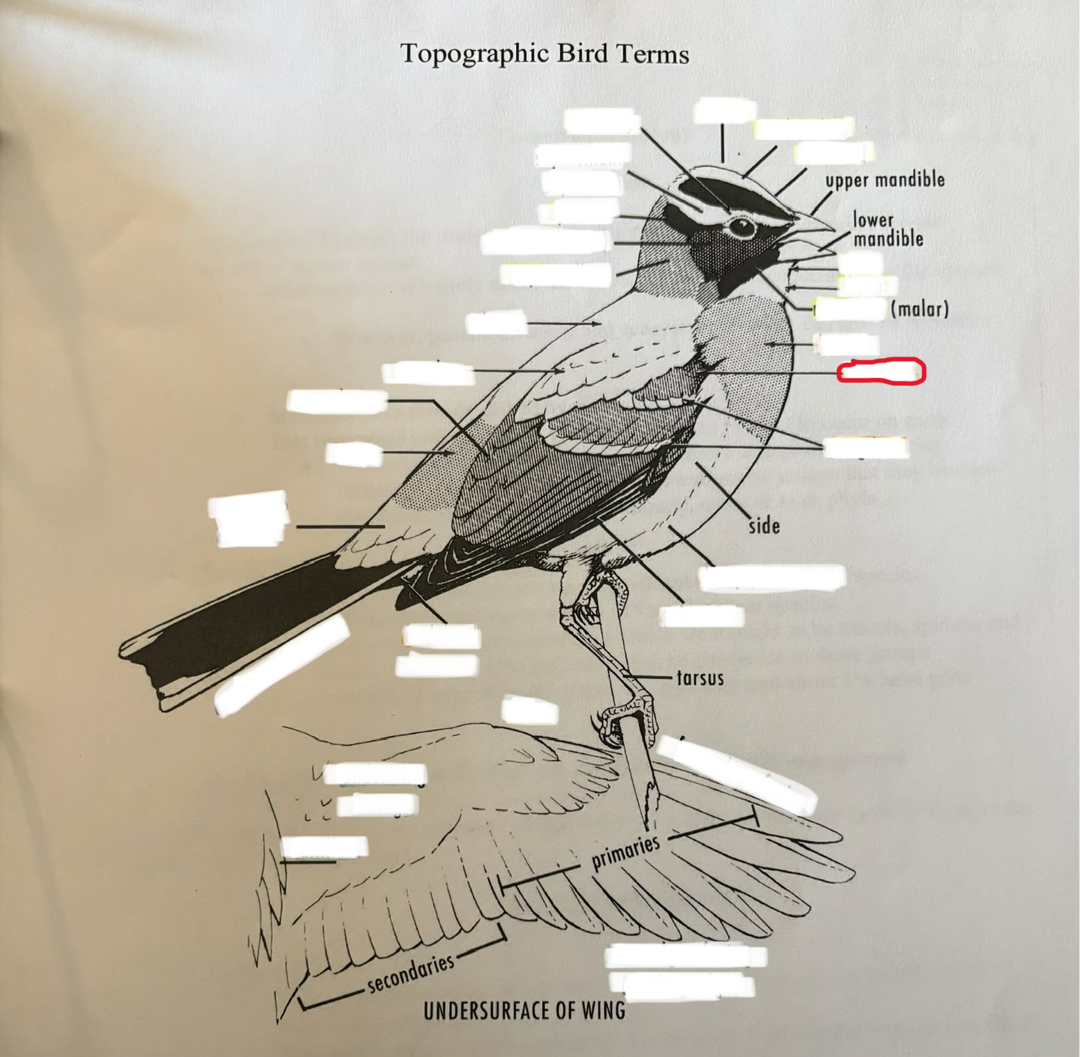 term image