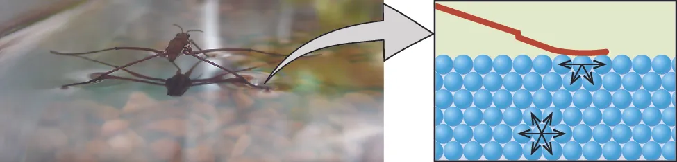<p>What effect does surface contamination (such as soapy or greasy films) have on water’s surface tension?</p><p></p><p>A. It increases surface tension.<br>B. It decreases surface tension.<br>C. It has no effect on surface tension.<br>D. It converts water into a solid.</p>