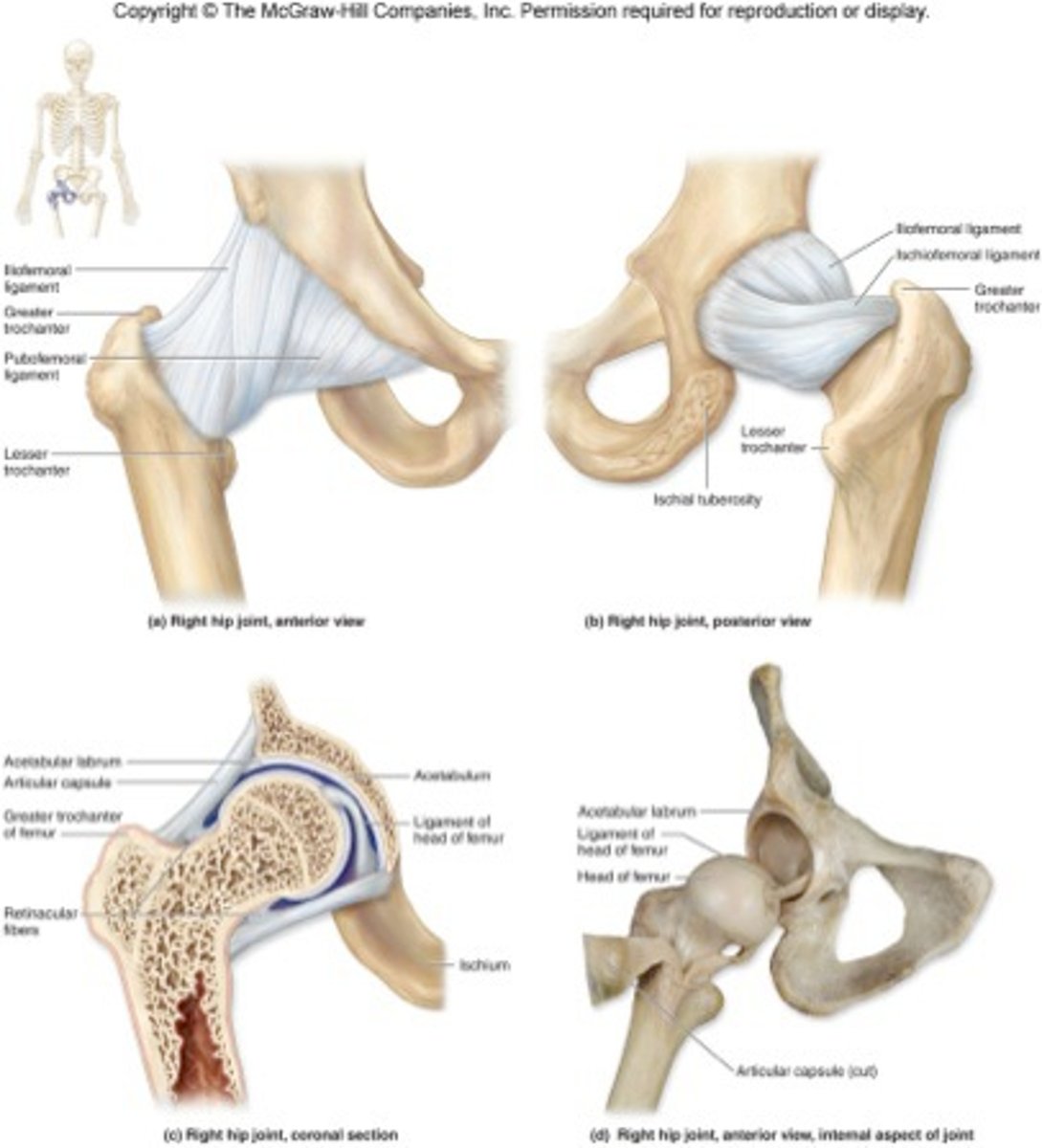 <p>hip joint</p>