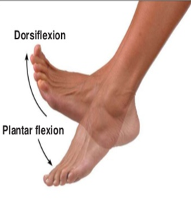 <p>the backwards being of your foot</p>